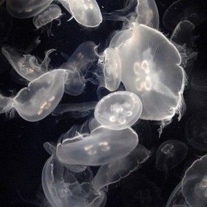 Meet your Posher, Medina